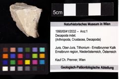 Foto (Objket + Etiketten) von Decapoda indet. 